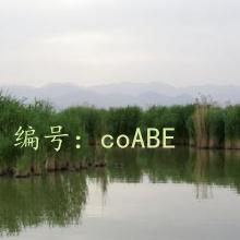 ͨ
