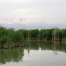 ָ