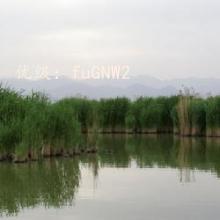 ĩ