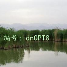 ʱ