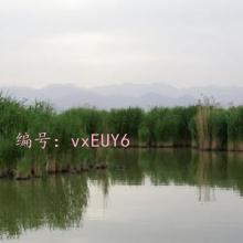 ȷ