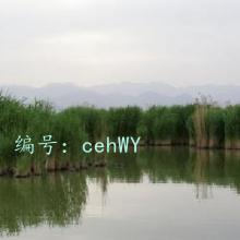 ȷ