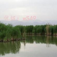 ׼