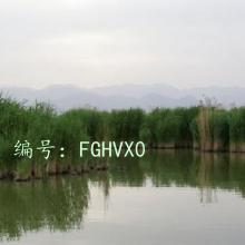 ͨ