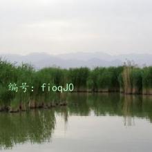 ׼