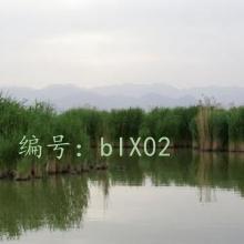 ܶ