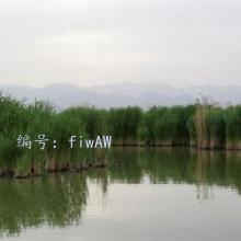 ܶ